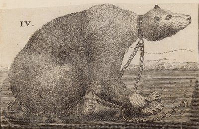 White Bear vystavený v Mr Bodys, Mulberry Garden od English School