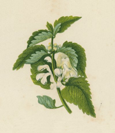 Mrtvá kopřiva bílá, Lamium Album (barevná litografie) od English School