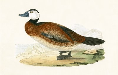 Kachna bělohlavá, ilustrace z knihy „Historie ptáků Evropy nepozorovaných na Britských ostrovech“ od Charlese Roberta Bree (1811-86), vydáno 1867 od English School