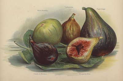 Bílé Marseille, Toulousaine, Schwarze Largo, Violette de Bordeaux, Bourjassotte Grise od English School