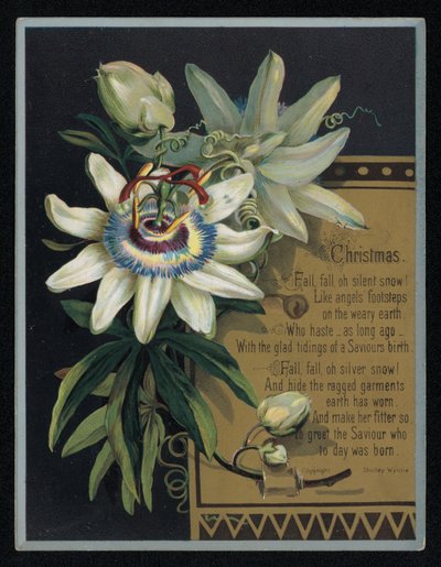 Bílá mučenka, vánoční přání. (chromolitho) od English School
