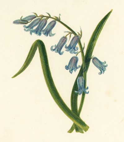 Divoký hyacint, nepsaný hyacint (barevný litho) od English School