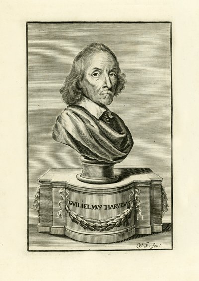 William Harvey od English School