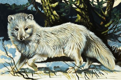 Wolf od English School