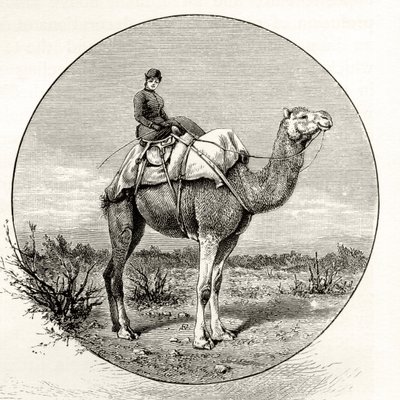 Žena na velbloudu v Austrálii, kolem roku 1880, z 