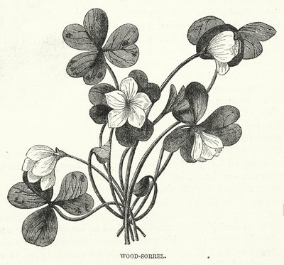 Wood-Sorrel (rytina) od English School