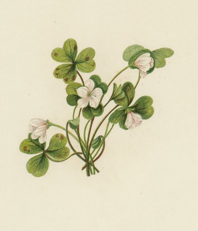 Wood-Sorrel, Oxalis Acetosella (barva lito) od English School