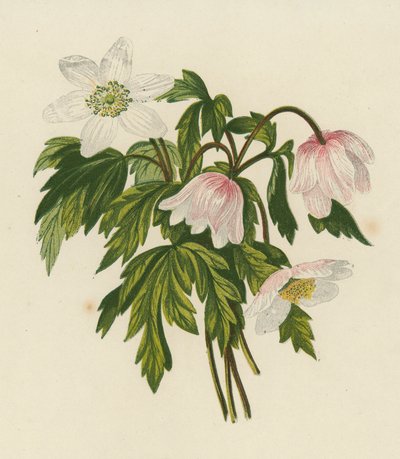 Sasanka lesní, Anemone Nemorosa (barevná litografie) od English School
