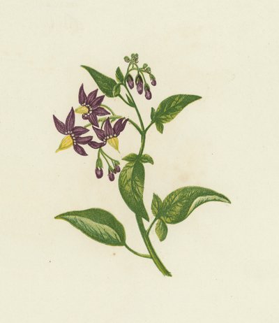 Woody Nightshade nebo Bitter Sweet, Solanum Dulcamara (barva lito) od English School
