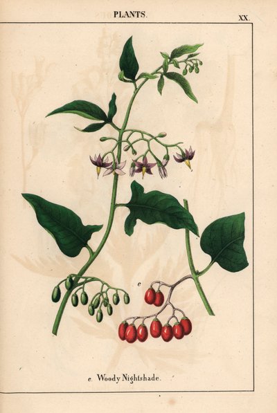 Woody nightshade s fialovými květy a červenými bobulemi   , z „Poučné obrázkové knihy aneb lekce ze světa zeleniny“, [Charlotte Mary Yonge], Edinburgh od English School
