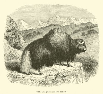 Jak (Bos grunniens) z Tibetu od English School