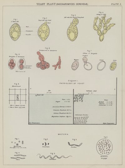 Kvasinka, Saccharomyces Cerevisiae (barevná litografie) od English School