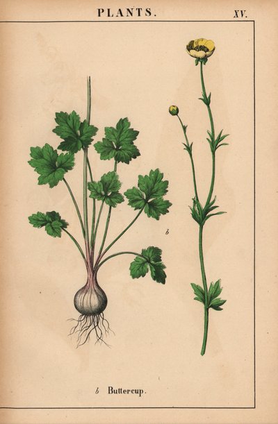 Žlutý pryskyřník  , z „Poučné obrázkové knihy aneb lekce ze světa zeleniny“, [Charlotte Mary Yonge], Edinburgh od English School