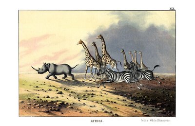 Zebra od English School