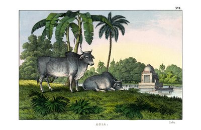 Zebu od English School