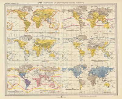 Zoogeografie: (barevná litografie): Aves, Accipitriformes, Cathartidiformes, Pelecaniformes, Anseriformes od English School