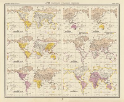 Zoogeografie: (barevná litografie): Aves, Coraciiformes, Psittaciformes, Strigiformes (barevná litografie) od English School