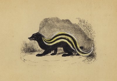 Zorilla (barevná litografie) od English School