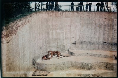 Whipsnade Zoo, Whipsnade, Central Bedfordshire, Central Bedfordshire, Velká Británie od Eric Maybank