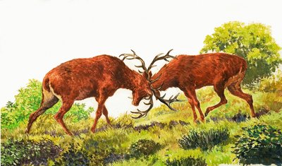 Red Deer od Eric Tansley