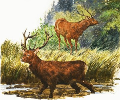 Red Deer od Eric Tansley