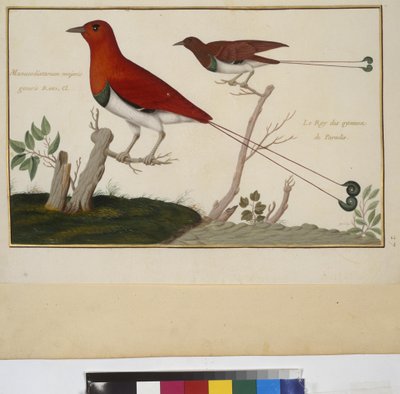 Celá strana: studie zvířat, asi 1650-75 (tempera na pergamenu) od Erich Lessing