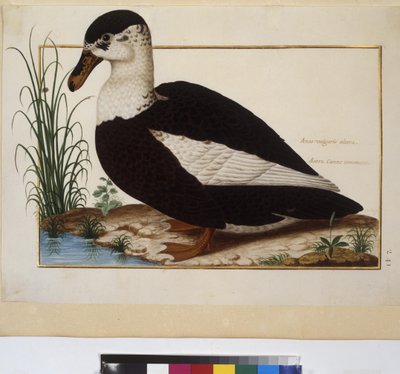 Celá strana: studie zvířat, asi 1650-75 (tempera na pergamenu) od Erich Lessing