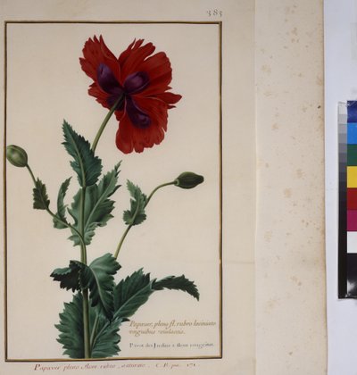 Celá stránka: studie rostlin, cca 1650-75 od Erich Lessing