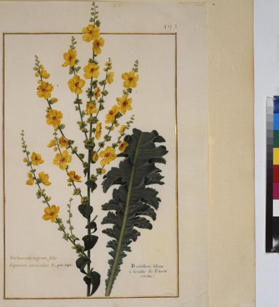 Celá stránka: studie rostlin, cca 1650-75 od Erich Lessing