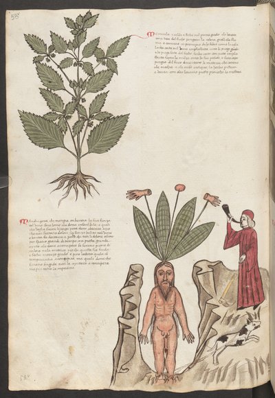 Celá strana: text a miniatury: (miniatura): " Mercurela " (miniatura) od Erich Lessing