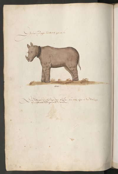 Nosorožec od Erich Lessing