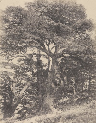 Groupe de Cèdres de Mt. Liban / [Skupina cedrových stromů, Libanonská hora] od Ernest Benecke