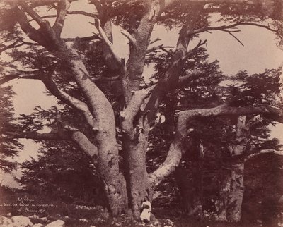 hora Libanon. Kmen jednoho z cedrů Šalamounových, 1850-53. od Ernest Benecke