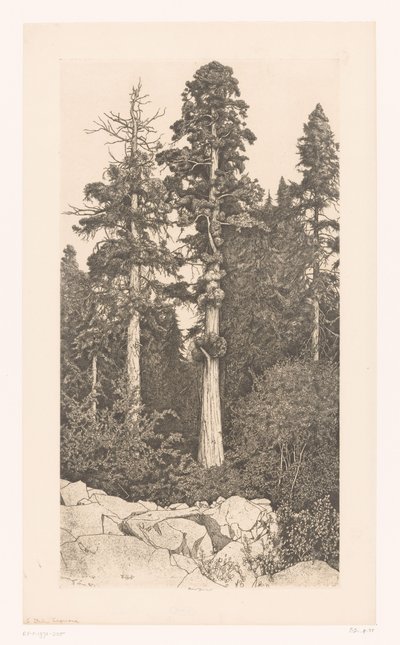 Boom sekvojí Sekvoje mládě od Ernest Haskell (signed by artist)