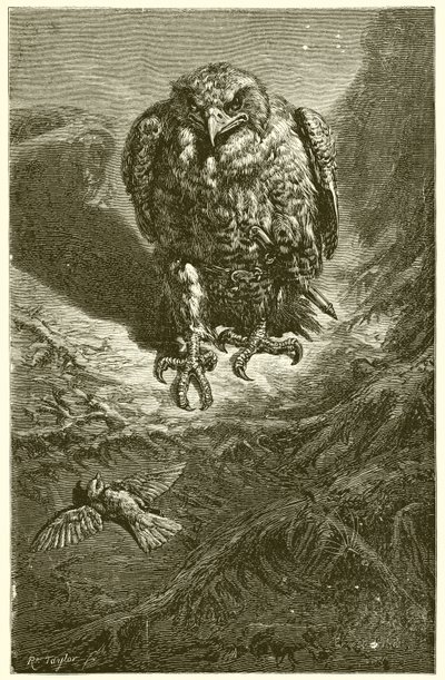 Jestřáb a slavík od Ernest Henry Griset