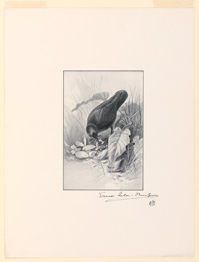 Rukojeť čínského poháru, klenot sbírky od Ernest Thompson Seton
