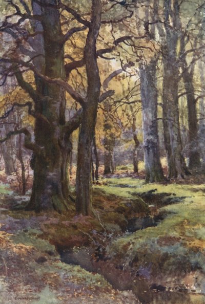 V Mallard Wood (barva lito) od Ernest William Haslehust