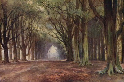 The Beech Avenue, Thoresby (barevné lito) od Ernest William Haslehust