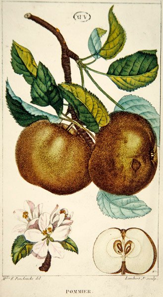 Jabloň, rytina Lamberta, kolem roku 1820 (barevná rytina) od Ernestine (after) Panckoucke