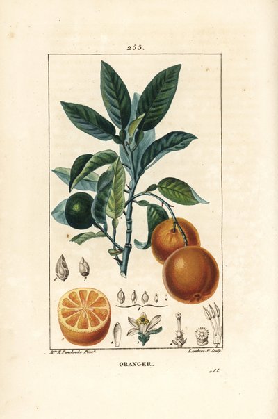 Bigaradier, Orange, Citrus aurantium, s větvemi, listy, květy, zralým a nezralým ovocem a řezem ovocem. Ručně kolorovaná tečkovaná mědirytina od Lamberta Juniora z kresby Ernestine Panckoucke z Chaumetonových, Poiretových a Chamberetových „ od Ernestine Panckoucke
