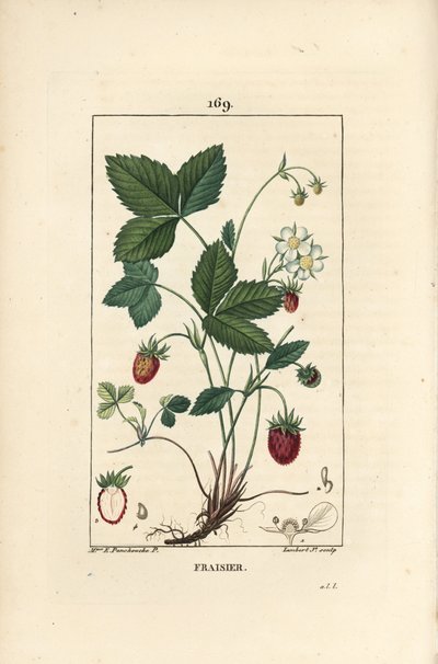 Jahoda pěstovaná - Jahoda, Fragaria ananassa, ukazující květ, list, zralé ovoce, kořeny a řez ovocem. Ručně kolorovaná tečkovaná mědirytina od Lamberta Juniora z kresby Ernestine Panckoucke z Chaumeton, Poiret et Chambere od Ernestine Panckoucke