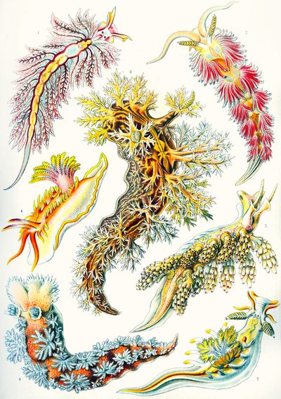 Sbírka Nudibranchia z 
