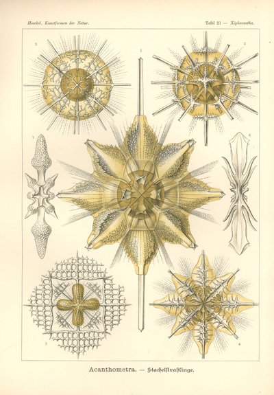 Acanthometra - Stachelstrahlinge, Pl.21 z 