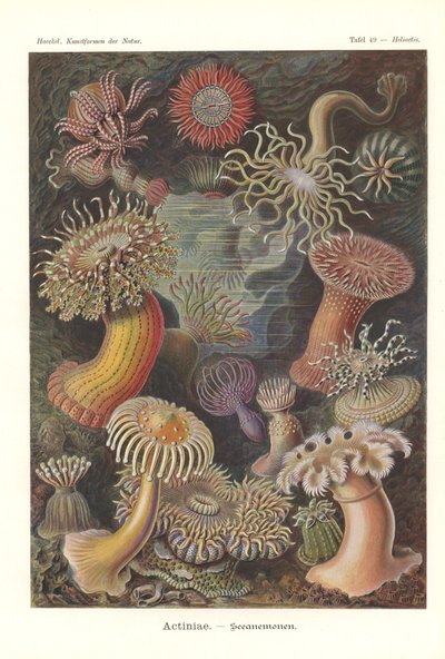 Actiniae - Sasanka, Pl.49, z 