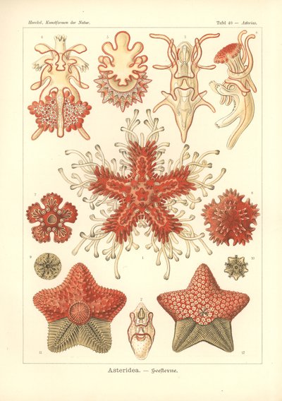 Asteridea - Sea Star, Pl.40. z 