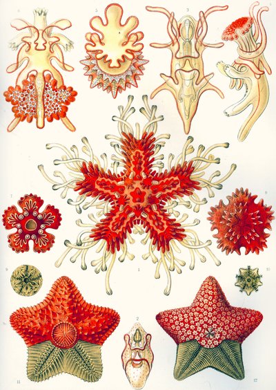 Asteridea „Umělecké formy přírody“ od Ernst (after) Haeckel