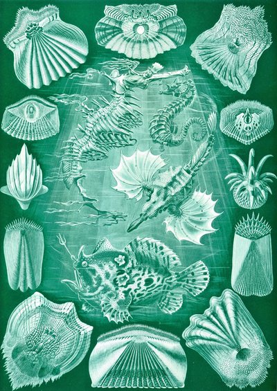 Sbírka Teleostei z „Art Forms of Nature“ od Ernst (after) Haeckel