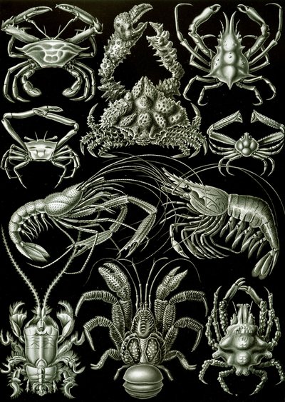 Příklady „uměleckých forem přírody“ Decapoda od Ernst (after) Haeckel