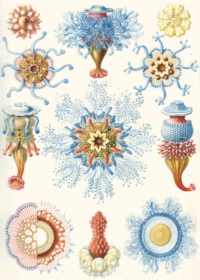 Příklady Siphonophorae z "Art Forms of Nature" od Ernst (after) Haeckel