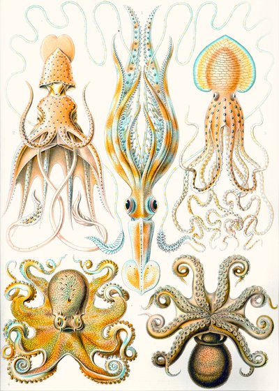 Příklady různých hlavonožců „uměleckých forem přírody“ od Ernst (after) Haeckel